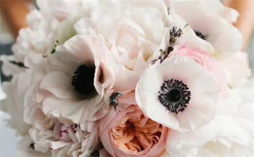 五八年属狗是什么命(五八年属狗的命运如何)