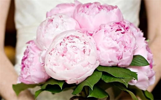 公主的什么丫鬟的命_公主的什么,丫鬟的命