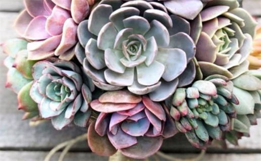 为什么都说属猪的命好